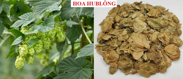 Cây Hoa Chữa Bệnh - HOA HUBLÔNG