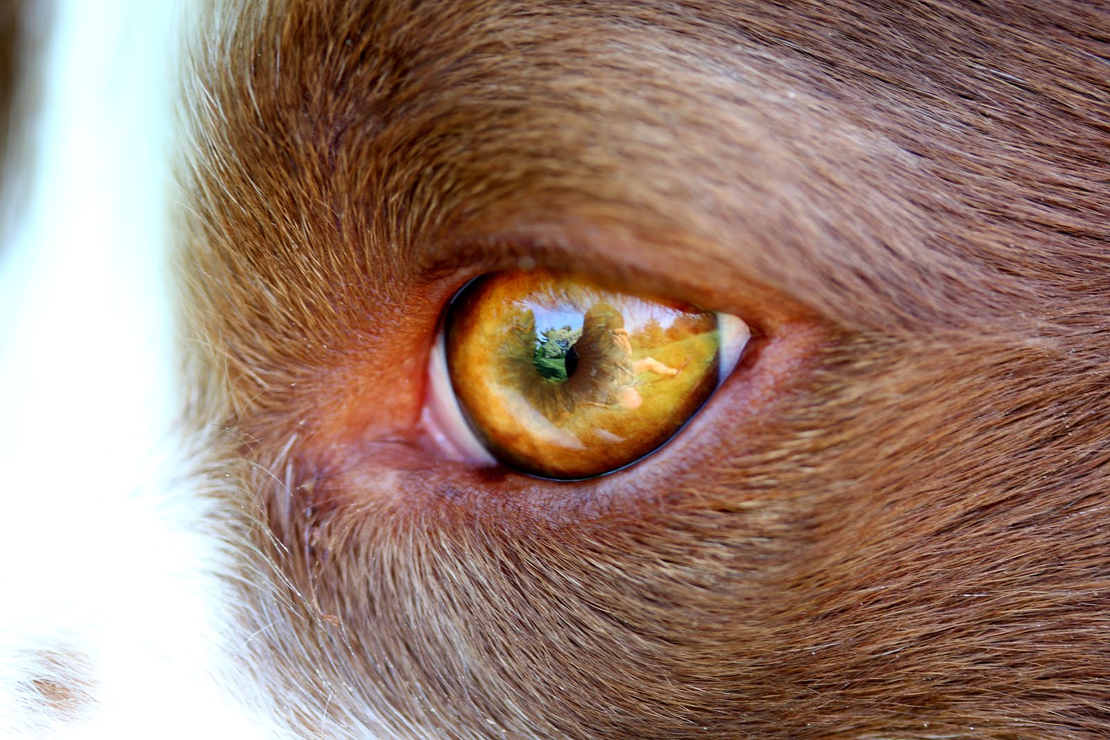 golden eye
