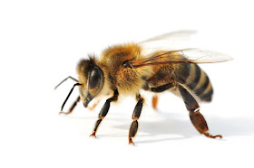 buzzing