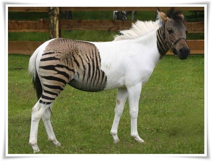 Zorse facts and pictures