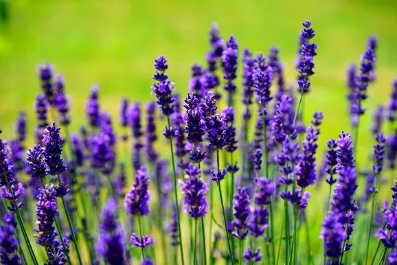 Lavender garden cameron highland review 1 bintang