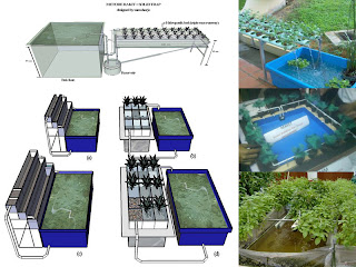 Mengulas Teknik Pertanian Aquaponik