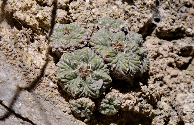 xuong-rong-aztekium-ritteri