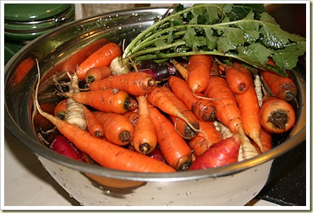 carrot-parsnip-harvest - sustainable eats