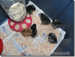 new chicks 01