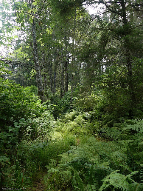 tall alder and fern