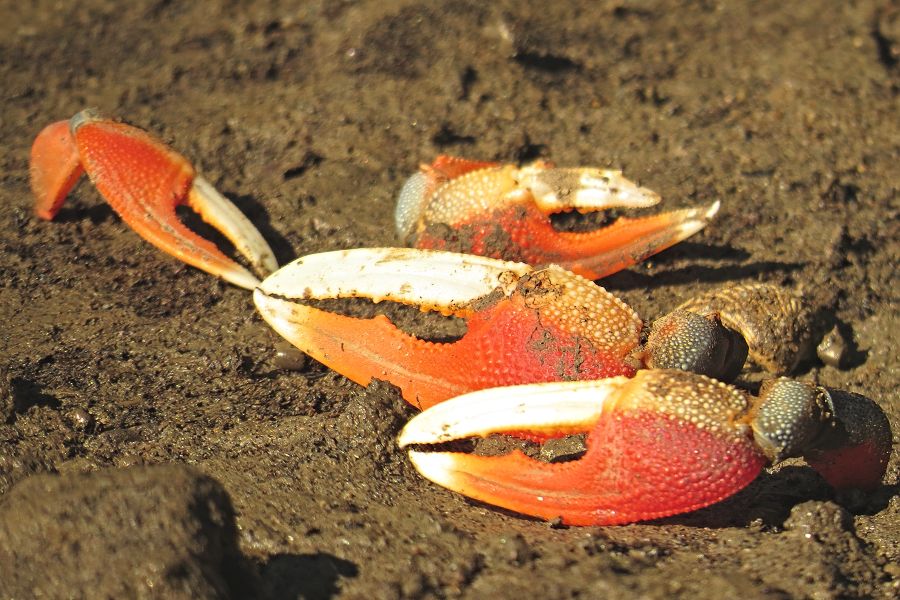 Queensland Coast: Fiddler Crab Predators