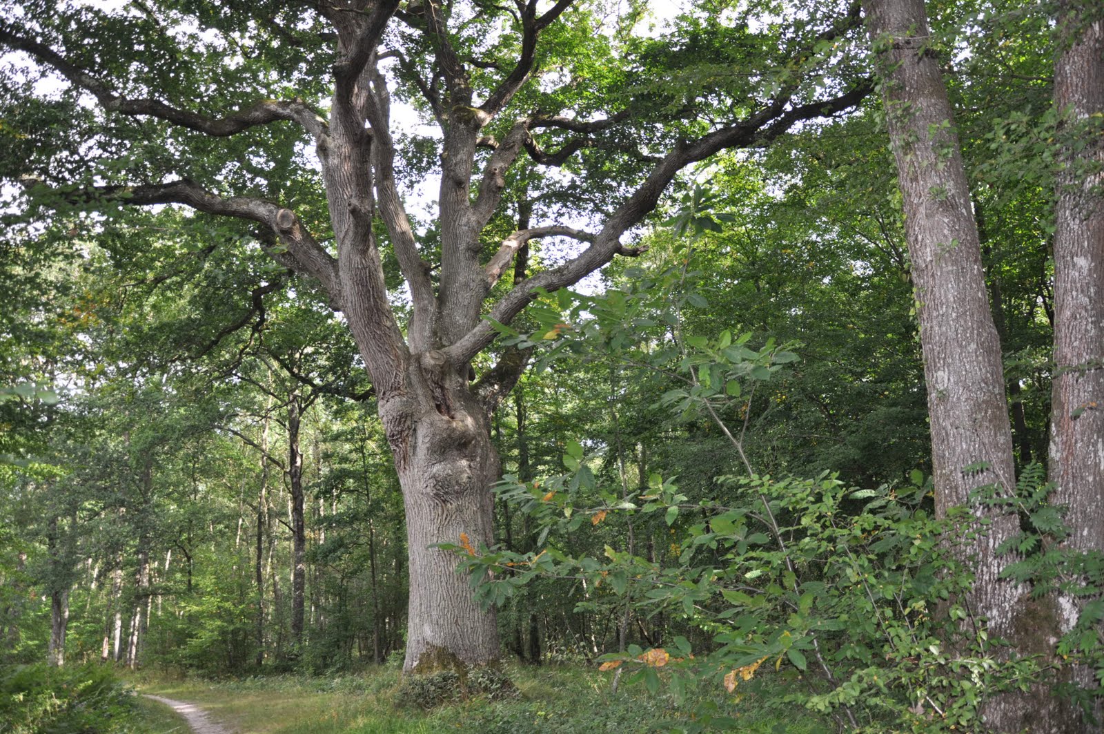 Arbre Remarquable ,chÃªne sessile 3 Ã©toiles , hauteur 30m diamÃ¨tre 1 ...