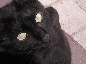 roma mi gata
