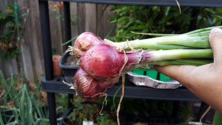 Onion harvest from shelving unit