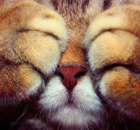 Funny cats - part 91 (40 pics + 10 gifs), peekaboo cat