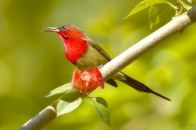 Foto Burung Crimson Sunbird