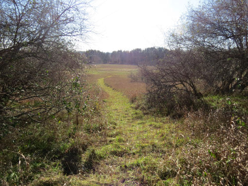 trail through grass