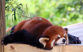 40 Adorable red panda pictures (40 pics), lazy red panda