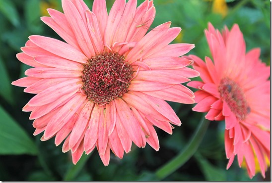 gerber daisy