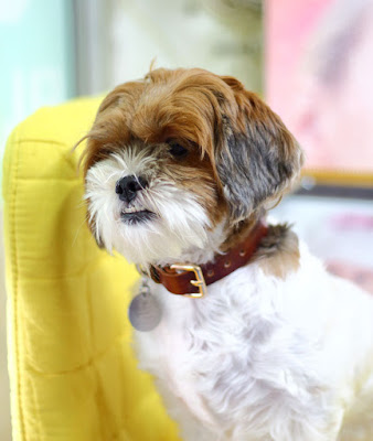 An adorable dog sits on a yellow chair