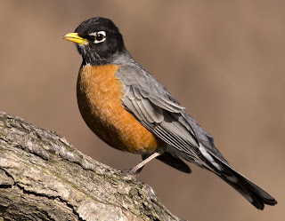 robín americano Turdus migratorius