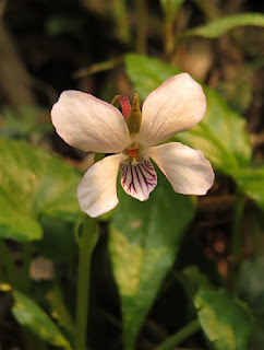 Viola species