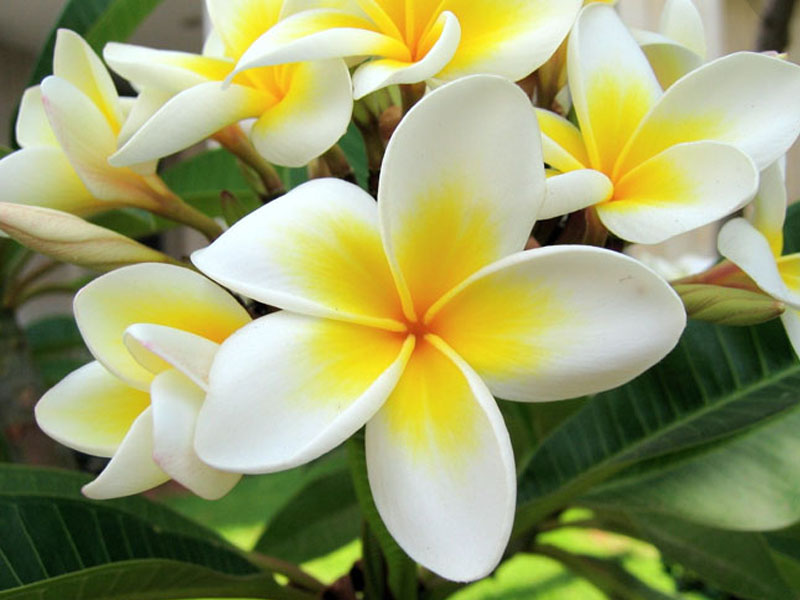 Budidaya Bunga Kamboja (Plumeria):Tangan Petani