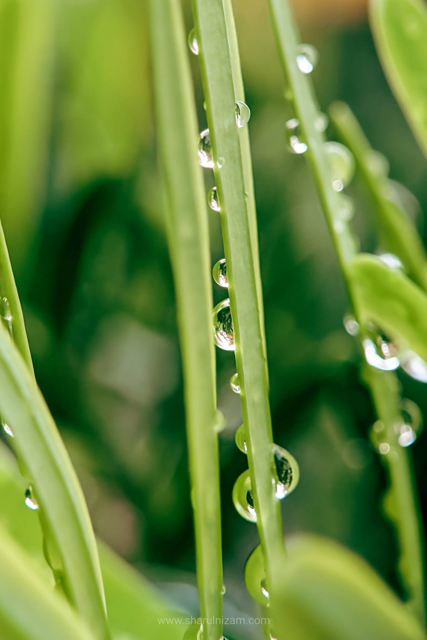 Gambar Titisan Embun (Droplets Macro Photography)