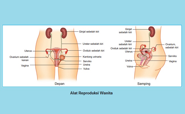 Alat Reproduksi pada Wanita dan Fungsinya