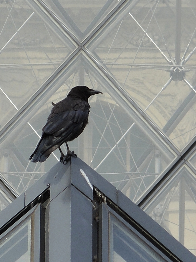 Parijs: fotogeniek Louvre en tuileries