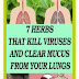 7 Herbs That Kill Viruses and Clear Mucus from Your Lungs