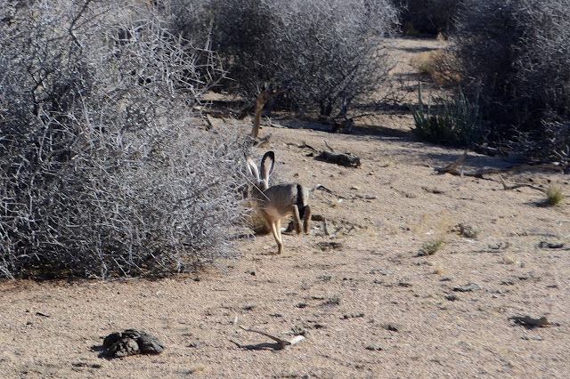 jackrabbit bounding away