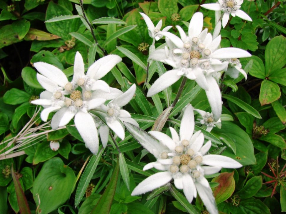  edelweiss flower wallpaper 