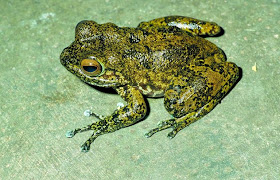 Rana ángel de Madagascar Boehmantis mycrotympanum
