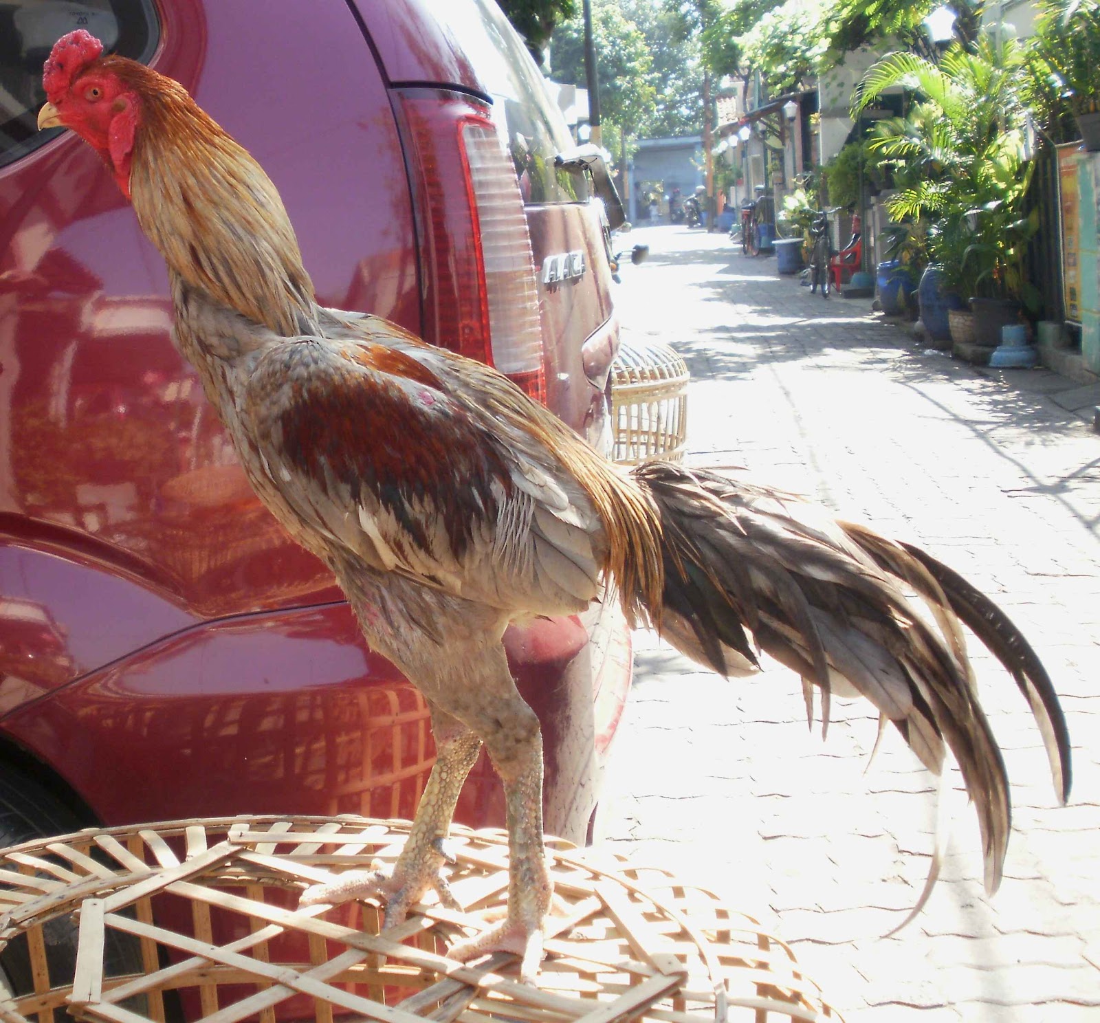 Ternak Ayam Bangkok Berkwalitas ( Dari Pacekan F1 ): Ayam 