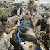 Giant Panda Xi Xi found alive after Sichuan earthquake