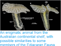 https://sciencythoughts.blogspot.com/2014/11/an-enigmatic-animal-from-australian.html