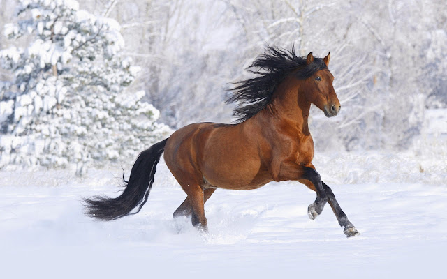 Super Beautiful Horse HD Wallpaper Free