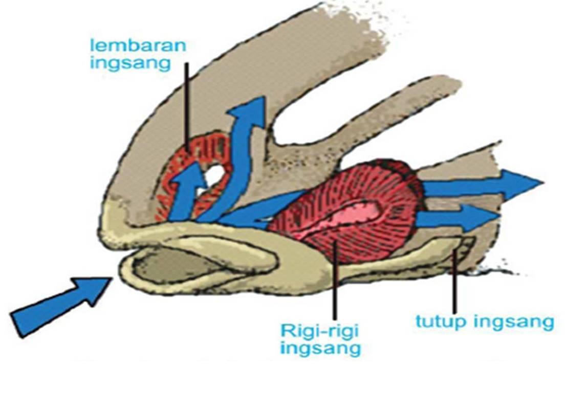 Contoh Alat  Pernapasan  Pada Hewan  Tugas Sekolah Ku