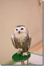 フクロウ５