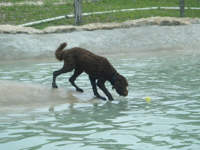 Alfie at the edge of the water, trying to reach a tennis ball floating nearby