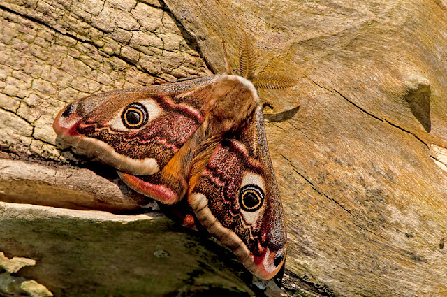 Saturnia pavonia the Emperor Moth