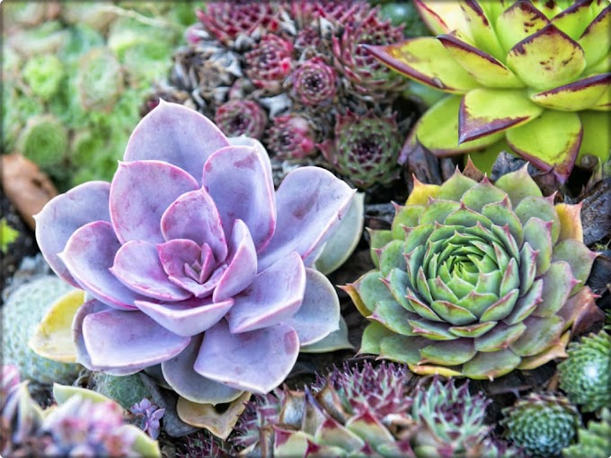 Garlic Spray Bug   for Succulents