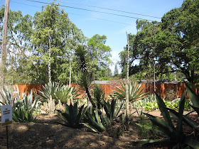 blooming agaves
