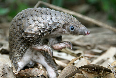 Pangolín vientre blanco (Phataginus tricuspis)