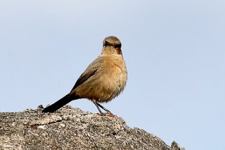 "Brown Rock Chat (Oenanthe fusca) perched on a rock. Small, brown bird with a pale throat and distinctive markings on its wings."