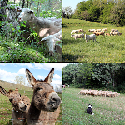 Extensive grazing keeps the landscape open.