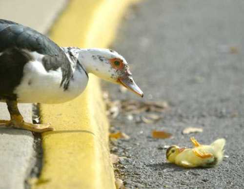 Little Duck Suicide