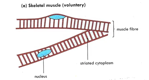 Striated Muscle cell or fiber