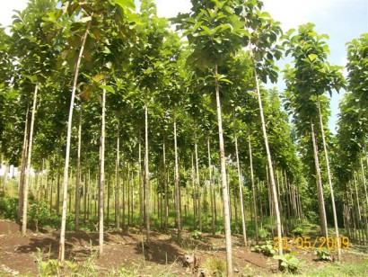 PETANI INDONESIA Budidaya Jati Mas