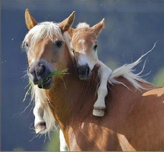 Mothers around the world