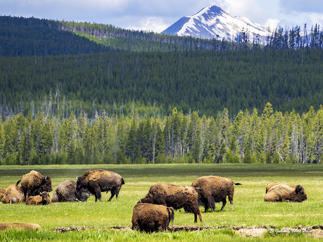 Manada de búfalos - USA, por El Guisante Verde Project