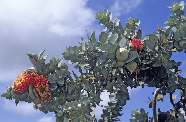 Eucalyptus Macrocarpa