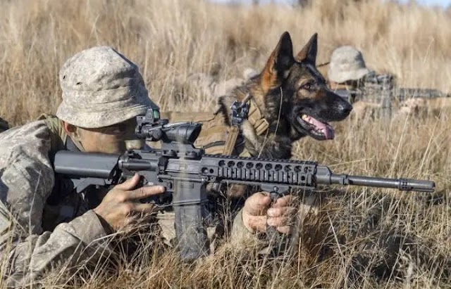 Check Out The Soldiers In The US Army Trained To Use Dogs To Carryout Military Operations. - Gloracegistmedia